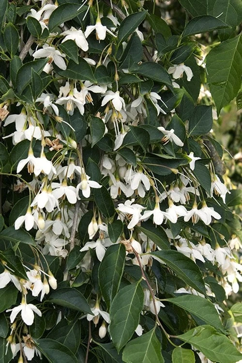 Fragrant Fountain Weeping Japanese Snowbell Tree - 7 Gallon Pot 9 Fragrant Fountain Weeping Japanese Snowbell Tree - 7 Gallon Pot - Image 9