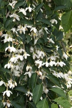 Fragrant Fountain Weeping Japanese Snowbell Tree - 5 Gallon Pot -Garden Plant Shop styrax japonica fragrant fountain weeping japanese snowbell tree 4
