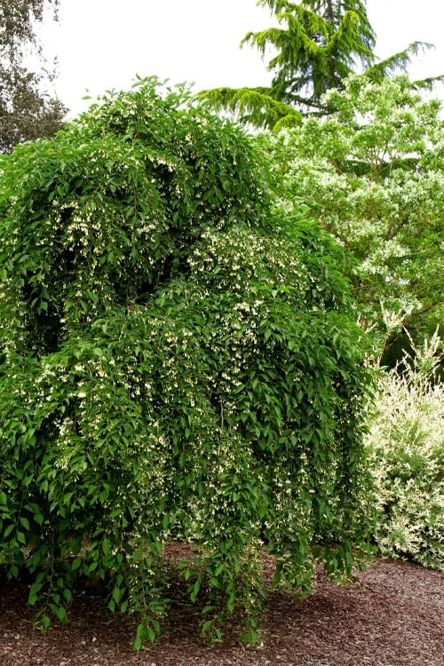 Fragrant Fountain Weeping Japanese Snowbell Tree - 1 Gallon Pot 6 Fragrant Fountain Weeping Japanese Snowbell Tree - 1 Gallon Pot - Image 6