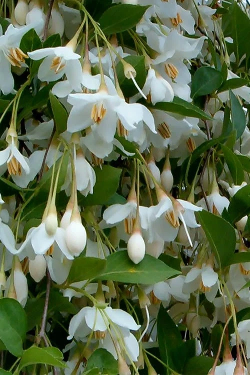 Fragrant Fountain Weeping Japanese Snowbell Tree - 1 Gallon Pot 7 Fragrant Fountain Weeping Japanese Snowbell Tree - 1 Gallon Pot - Image 7