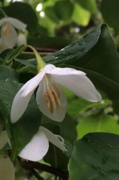 Fragrant Fountain Weeping Japanese Snowbell Tree - 7 Gallon Pot 16 Fragrant Fountain Weeping Japanese Snowbell Tree - 7 Gallon Pot -Garden Plant Shop styrax japonica fragrant fountain weeping japanese snowbell tree 7 1