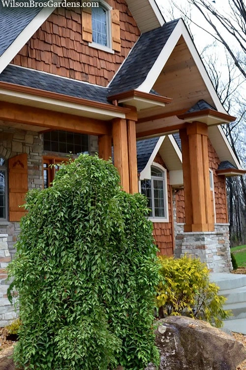 Fragrant Fountain Weeping Japanese Snowbell Tree - 7 Gallon Pot 4 Fragrant Fountain Weeping Japanese Snowbell Tree - 7 Gallon Pot - Image 4