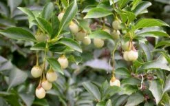 Pink Chimes Japanese Snowbell - 1 Gallon Pot -Garden Plant Shop styrax japonica pink chimes japanese snowbell tree 11