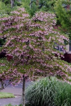 Pink Chimes Japanese Snowbell - 1 Gallon Pot -Garden Plant Shop styrax japonica pink chimes japanese snowbell tree 2