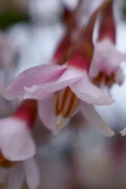 Pink Chimes Japanese Snowbell - 1 Gallon Pot -Garden Plant Shop styrax japonica pink chimes japanese snowbell tree 3