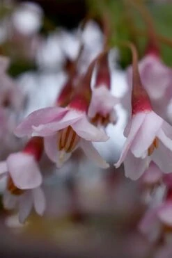 Pink Chimes Japanese Snowbell - 1 Gallon Pot -Garden Plant Shop styrax japonica pink chimes japanese snowbell tree 4