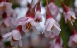 Pink Chimes Japanese Snowbell - 1 Gallon Pot -Garden Plant Shop styrax japonica pink chimes japanese snowbell tree 5