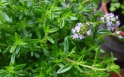 Summer Savory Plant - 6 Pack Of Pint Pots -Garden Plant Shop summer savory herb plant 4