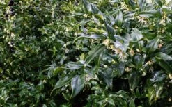 Fragrant Sweet Box (Sarcococca Ruscifolia) - 3 Gallon Pot 17 Fragrant Sweet Box (Sarcococca Ruscifolia) - 3 Gallon Pot -Garden Plant Shop sweet box fragrant 6 800x500 1