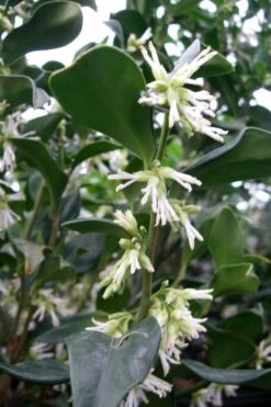 Fragrant Sweet Box (Sarcococca Ruscifolia) - 3 Gallon Pot 16 Fragrant Sweet Box (Sarcococca Ruscifolia) - 3 Gallon Pot -Garden Plant Shop sweet box fragrant 7 500x750 1