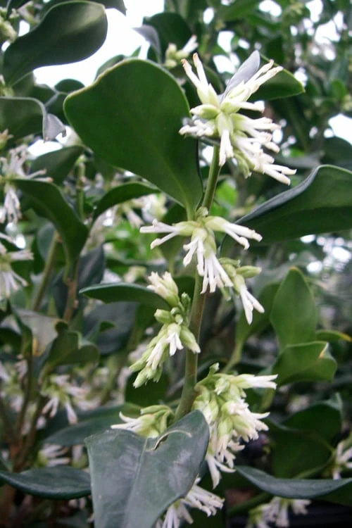 Fragrant Sweet Box (Sarcococca Ruscifolia) - 3 Gallon Pot 8 Fragrant Sweet Box (Sarcococca Ruscifolia) - 3 Gallon Pot - Image 8