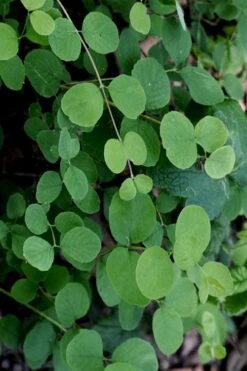 White Snowberry Bush (Symphoricarpos Albus) - 1 Gallon Pot -Garden Plant Shop symphoricarpos albus white snowberry 10