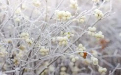 White Snowberry Bush (Symphoricarpos Albus) - 1 Gallon Pot -Garden Plant Shop symphoricarpos albus white snowberry 11