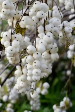 White Snowberry Bush (Symphoricarpos Albus) - 1 Gallon Pot -Garden Plant Shop symphoricarpos albus white snowberry 3