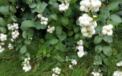 White Snowberry Bush (Symphoricarpos Albus) - 1 Gallon Pot -Garden Plant Shop symphoricarpos albus white snowberry 4