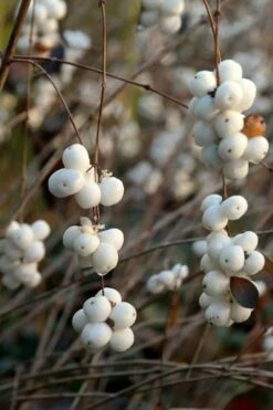White Snowberry Bush (Symphoricarpos Albus) - 1 Gallon Pot -Garden Plant Shop symphoricarpos albus white snowberry 5