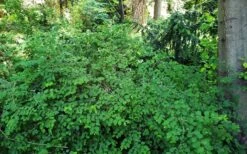 White Snowberry Bush (Symphoricarpos Albus) - 1 Gallon Pot -Garden Plant Shop symphoricarpos albus white snowberry 6