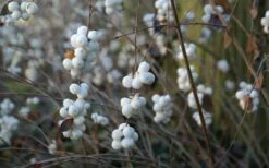 White Snowberry Bush (Symphoricarpos Albus) - 1 Gallon Pot -Garden Plant Shop symphoricarpos albus white snowberry 7