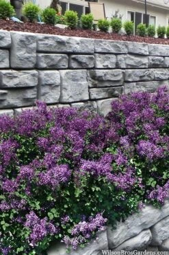 Bloomerang Dark Purple Lilac - 5 Pack Of Quart Pots -Garden Plant Shop syringa bloomerang dark purple lilac 22
