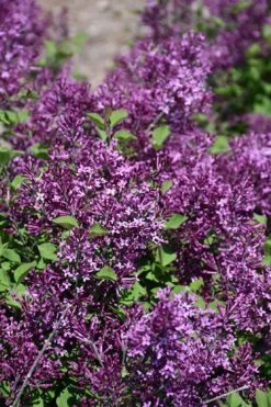 Bloomerang Dark Purple Lilac - 5 Pack Of Quart Pots -Garden Plant Shop syringa bloomerang dark purple lilac 23