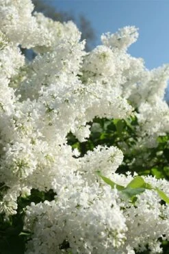 Bridal Memories White French Lilac (Syringa Vulgaris) - 3 Gallon Pot 5 Bridal Memories White French Lilac (Syringa Vulgaris) - 3 Gallon Pot -Garden Plant Shop syringa bridal memories white lilac 2