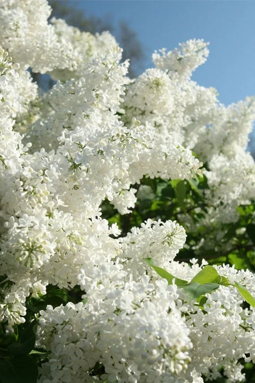 Bridal Memories White French Lilac (Syringa Vulgaris) - 3 Gallon Pot 3 Bridal Memories White French Lilac (Syringa Vulgaris) - 3 Gallon Pot - Image 3