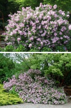 Palibin Dwarf Lilac Bush - 3 Gallon Pot 13 Palibin Dwarf Lilac Bush - 3 Gallon Pot -Garden Plant Shop syringa meyeri palibin dwarf lilac 4