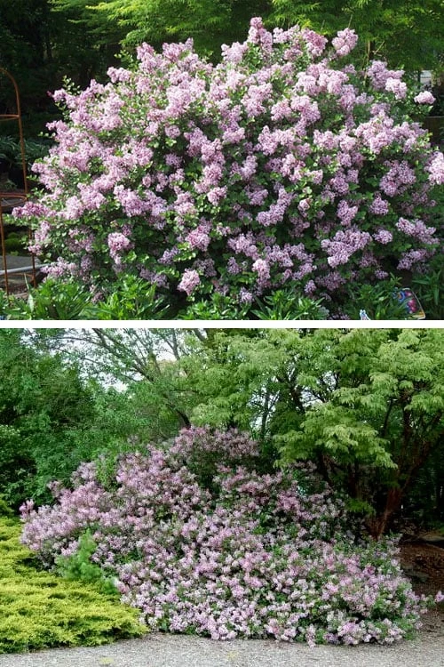 Palibin Dwarf Lilac Bush - 3 Gallon Pot 7 Palibin Dwarf Lilac Bush - 3 Gallon Pot - Image 7