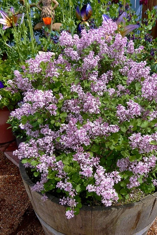 Palibin Dwarf Lilac Bush - 3 Gallon Pot 5 Palibin Dwarf Lilac Bush - 3 Gallon Pot - Image 5