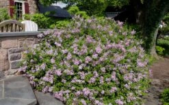 Palibin Dwarf Lilac Bush - 3 Gallon Pot 10 Palibin Dwarf Lilac Bush - 3 Gallon Pot -Garden Plant Shop syringa meyeri palibin dwarf lilac 6