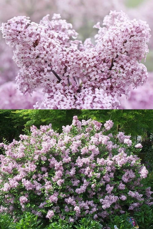 Palibin Dwarf Lilac Bush - 3 Gallon Pot 3 Palibin Dwarf Lilac Bush - 3 Gallon Pot - Image 3