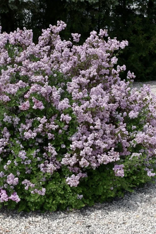 Palibin Dwarf Lilac Bush - 3 Gallon Pot 1 Palibin Dwarf Lilac Bush - 3 Gallon Pot