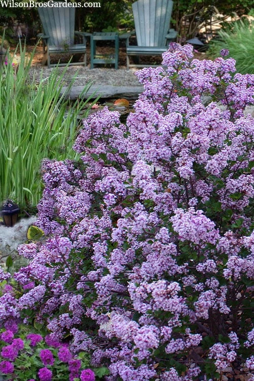 Miss Kim Lilac - 2 Gallon Pot 1 Miss Kim Lilac - 2 Gallon Pot