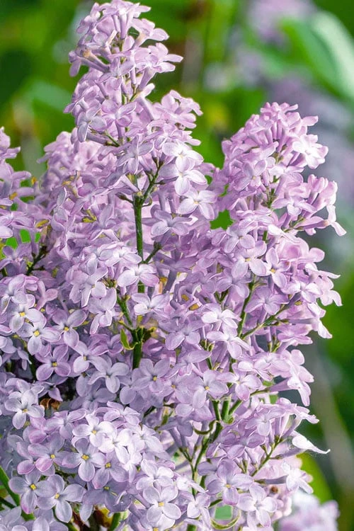 New Age Lavender Lilac (Syringa) - 3 Gallon Pot 1 New Age Lavender Lilac (Syringa) - 3 Gallon Pot