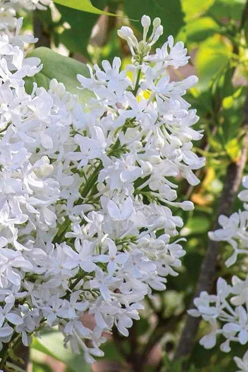 New Age White Lilac (Syringa) - 3 Gallon Pot 1 New Age White Lilac (Syringa) - 3 Gallon Pot