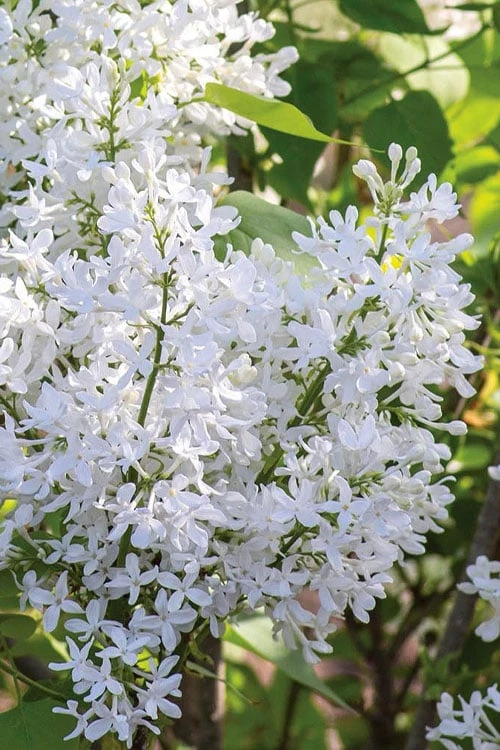 New Age White Lilac (Syringa) - 3 Gallon Pot 6 New Age White Lilac (Syringa) - 3 Gallon Pot - Image 6