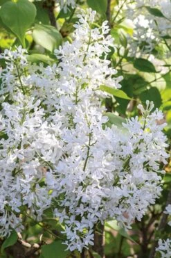 New Age White Lilac (Syringa) - 3 Gallon Pot 9 New Age White Lilac (Syringa) - 3 Gallon Pot -Garden Plant Shop syringa new age lavender white 3