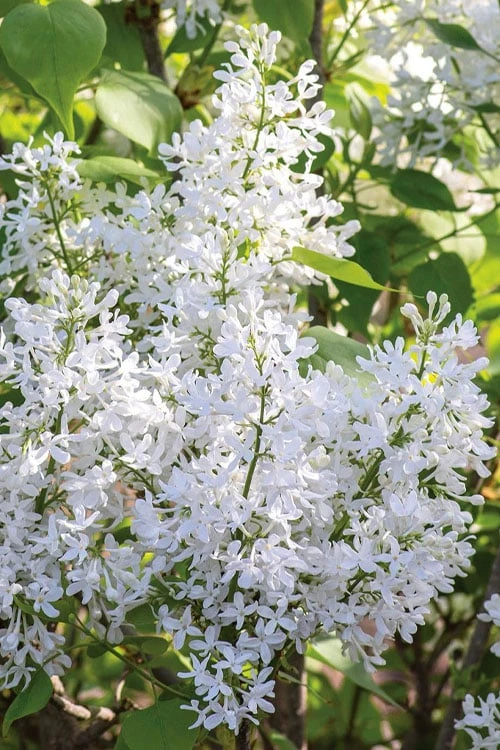 New Age White Lilac (Syringa) - 3 Gallon Pot 4 New Age White Lilac (Syringa) - 3 Gallon Pot - Image 4