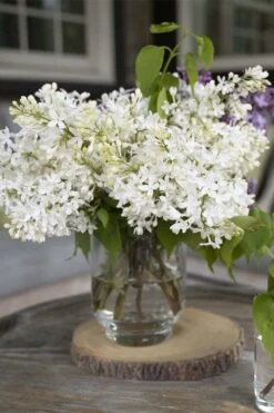 New Age White Lilac (Syringa) - 3 Gallon Pot 10 New Age White Lilac (Syringa) - 3 Gallon Pot -Garden Plant Shop syringa new age lavender white 4