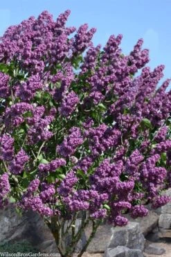 Pocohantas Lilac (Syringa) - 3 Gallon Pot -Garden Plant Shop syringa pocahontas canadian lilac 2