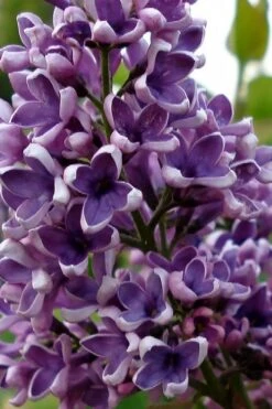 Albert F. Holden Purple French Lilac (Syringa) - 3 Gallon Pot -Garden Plant Shop syringa vulgaris albert f holden lilac 1