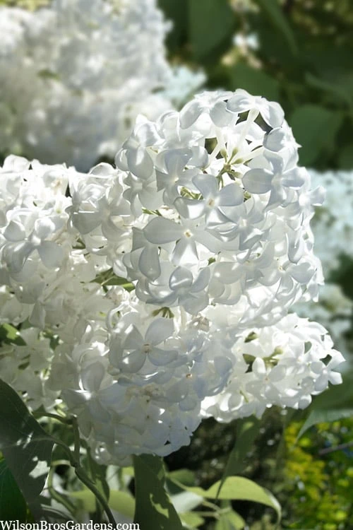 Bridal Memories White French Lilac (Syringa Vulgaris) - 3 Gallon Pot 1 Bridal Memories White French Lilac (Syringa Vulgaris) - 3 Gallon Pot