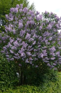 Katherine Havemeyer French Lilac (Syringa) - 1 Gallon Pot -Garden Plant Shop syringa vulgaris katherine havemeyer lilac 10