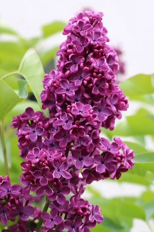 Ludwig Spaeth French Lilac (Syringa) - 1 Gallon Pot 1 Ludwig Spaeth French Lilac (Syringa) - 1 Gallon Pot