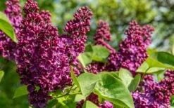 Ludwig Spaeth French Lilac (Syringa) - 1 Gallon Pot 6 Ludwig Spaeth French Lilac (Syringa) - 1 Gallon Pot -Garden Plant Shop syringa vulgaris ludwig spaeth lilac 4