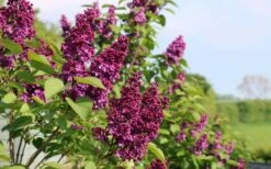 Ludwig Spaeth French Lilac (Syringa) - 1 Gallon Pot 7 Ludwig Spaeth French Lilac (Syringa) - 1 Gallon Pot -Garden Plant Shop syringa vulgaris ludwig spaeth lilac 5