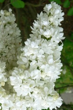 Miss Ellen Willmott White French Lilac (Syringa Vulgaris) - 3 Gallon Pot 6 Miss Ellen Willmott White French Lilac (Syringa Vulgaris) - 3 Gallon Pot -Garden Plant Shop syringa vulgaris miss ellen willmott lilac 2