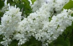 Miss Ellen Willmott White French Lilac (Syringa Vulgaris) - 3 Gallon Pot 7 Miss Ellen Willmott White French Lilac (Syringa Vulgaris) - 3 Gallon Pot -Garden Plant Shop syringa vulgaris miss ellen willmott lilac 7