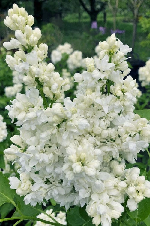 Miss Ellen Willmott White French Lilac (Syringa Vulgaris) - 3 Gallon Pot 1 Miss Ellen Willmott White French Lilac (Syringa Vulgaris) - 3 Gallon Pot