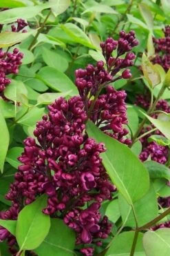 Monge French Lilac (Syringa) - 3 Gallon Pot 9 Monge French Lilac (Syringa) - 3 Gallon Pot -Garden Plant Shop syringa vulgaris monge lilac 2